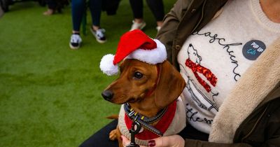 Glasgow to welcome sausage dogs as the Dashing Dachshund Christmas Tour returns