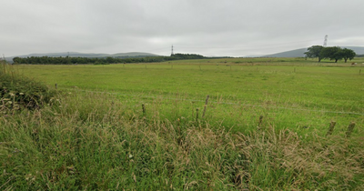 Edinburgh alpaca and sheep mauled to death in suspected dog attacks on farm