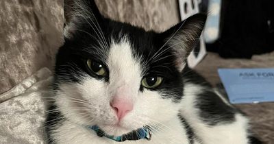 Mum's warning after fake vet told her missing cat had been found