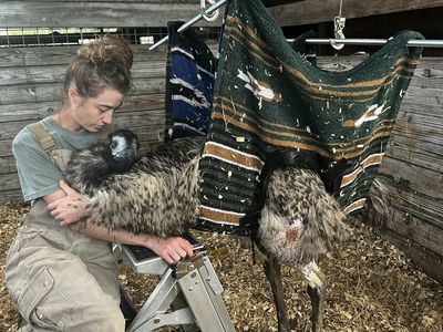 Emmanuel, a TikTok-famous emu, has avian flu after a deadly outbreak on a Florida farm