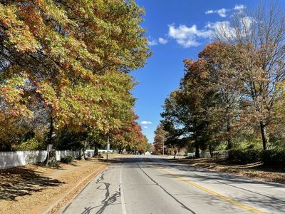 Lexington city leaders examine ways to expand tree canopy