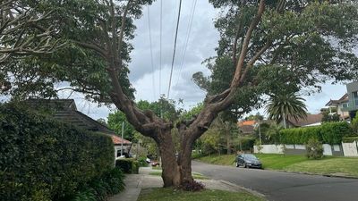 Pruning street trees around powerlines could be reduced under Ausgrid plan