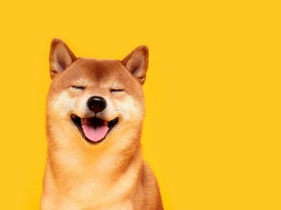What To Watch On The Shiba Inu Chart As The Dogecoin Killer Rests