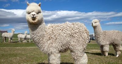 Alpaca and sheep mauled to death in suspected dog attacks on farm