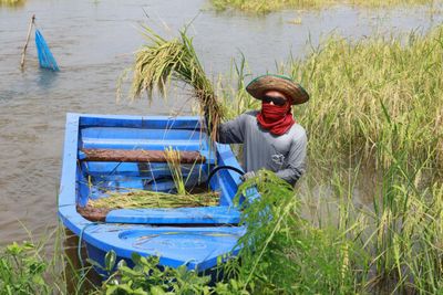 Floods likely to set back main rice harvest