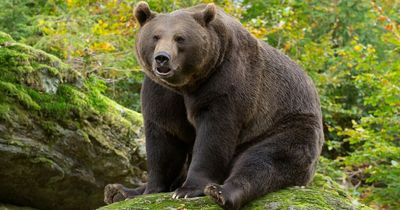 Black bear mauls and tries to drag off boy, 10, playing in grandfather's garden