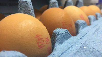 Plans to phase out battery hens and caged eggs causing confusion says industry