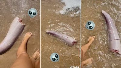 A Woman Found A Huge ‘Alien’ Tentacle Thing On A Qld Beach Nope, No Thank You, That’s Enough