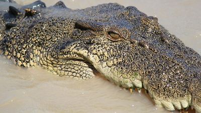Crocodile attack in the remote Kimberley sees men airlifted to hospital with minor injuries