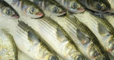 Call for a change in the law to protect fish
