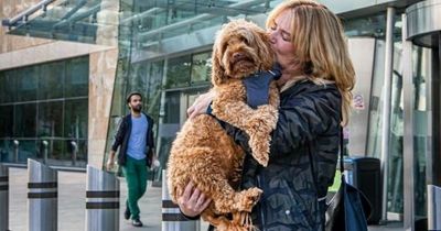 Shopping centre allows dogs inside for first time - but some say it's 'huge problem'