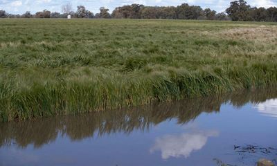 Floods expected to cause widespread damage to winter crops in ‘another blow’ to Australian farmers