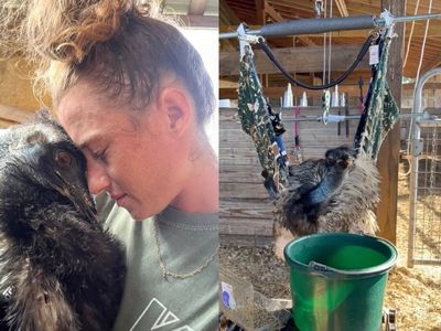 Horrified disease experts urge farmer to stop cuddling Emmanuel the emu dying of bird flu as photos go viral