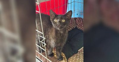 Kitten found abandoned in gutter with 'teeth smashed in'