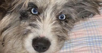 Mum sends daughter 'savage' text message after dropping her dog off at shelter