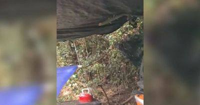 Woman found living in bush for three years because she couldn't bear leaving 'soulmate' cat