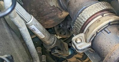 Baby otter reunited with brother after getting trapped in Tesco delivery van