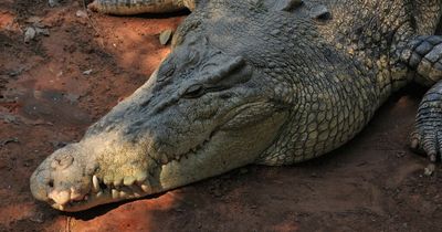 Man 'bitten on the head' in vicious crocodile attack as friend fends off reptile with knife