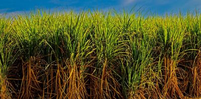 Silicon is used in construction, microchips and more – 'green' methods could help extract it from sugarcane waste