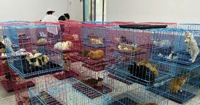 Tragedy as 370 dogs and cats die on China 'death truck' amid brutal meat trade