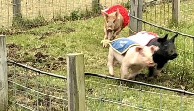 Gone to the pig races