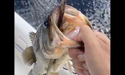 Watch: Astonished angler finds 22-inch snake in mouth of bass