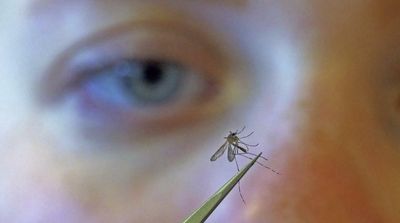Are You a Mosquito Magnet? It Could Be Your Smell