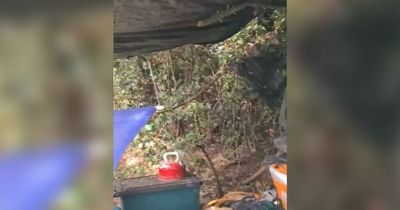 Tree surgeon clearing overgrown field finds woman living in hedge