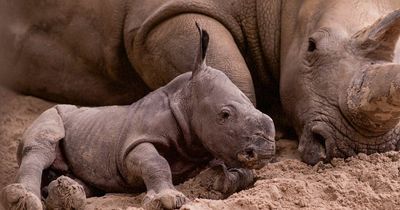 First picture of adorable baby white rhino born at Scots safari park