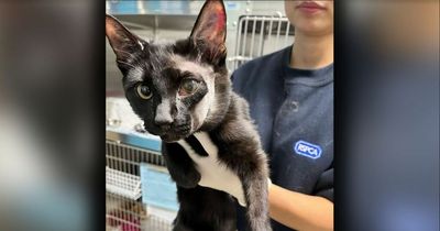 Kitten found with horrific injuries had been beaten and 'tortured with boiling water'