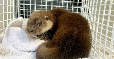 Adorable baby otter rescued from Tesco van after it was attacked by birds