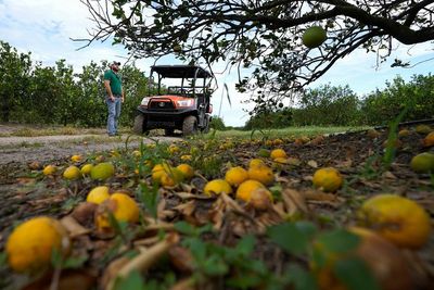 Report: Hurricane Ian farm loss could reach $1.56B