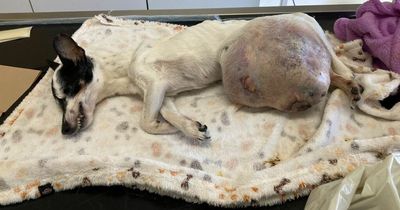 Cruel owners did nothing to help dog with enormous ulcerative tumour on its stomach