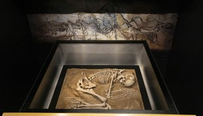 Field Museum explores the breadth of death in newest exhibit