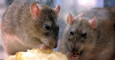 Pest control warning as super-rats resistant to B&Q killer chemicals are booming