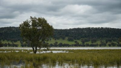 Flood updates: Police find a body in floodwaters, believed to be a 63-year-old man missing in regional NSW - as it happened