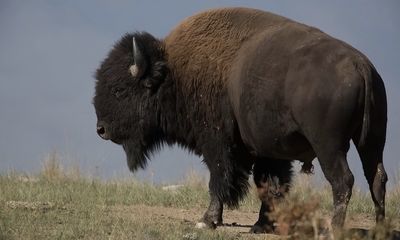 Hiker shares footage of bison attack, admits ‘I was too close’