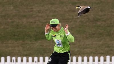 Sydney Thunder and Hobart Hurricanes players dodge swooping plovers during WBBL game