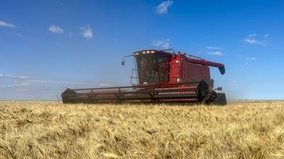 Central Australia harvests its first wheat crop in more than 45 years