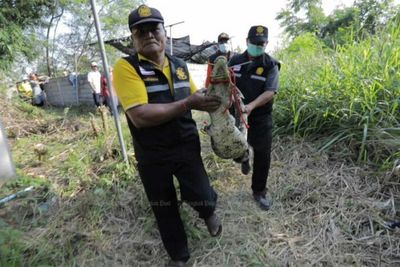 Crocodiles escape flooded farm