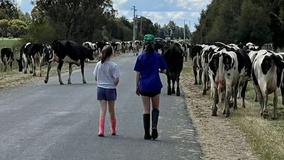 Flood-affected dairy farmers in Pyramid Hill walk cows 20km to higher ground