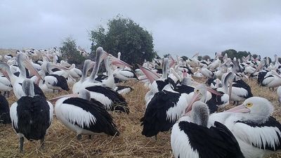 Flood water flows from Victoria set to boost pelican breeding, help salinity at SA's Coorong