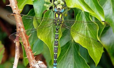 Country diary: The dragonfly hovers to inspect my face