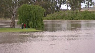 Murray River flows to top 1975 levels as SA government sends engineers to check levees