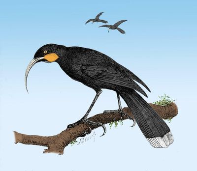 Threat to sue New Zealand bird of the year competition if it doesn’t include extinct species
