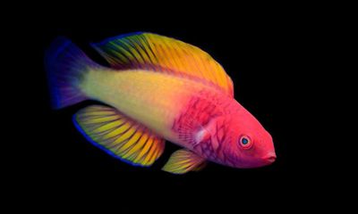 Discovered in the deep: the rainbow fish that’s born female and becomes male