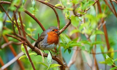 Where have all the garden birds gone this year?