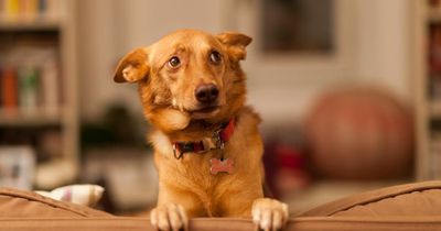 Man in hysterics at pet sitter's note explaining why dog hasn't eaten its tea