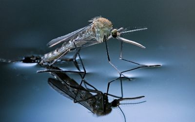 Mosquitoes’ love of certain smells is how they find their victims