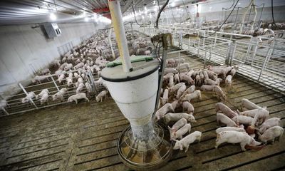 EPA sued over lack of plan to regulate water pollution from factory farms